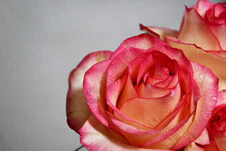 美丽的节日贺卡与美丽的粉红色和白玫瑰与露珠情人节和3月图片