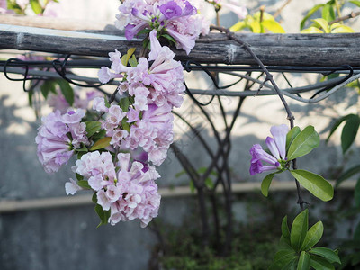 大蒜藤紫花木兰属木兰属图片