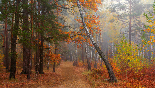 森林秋天雾笼罩着树木树叶和草都穿着秋天的衣服图片