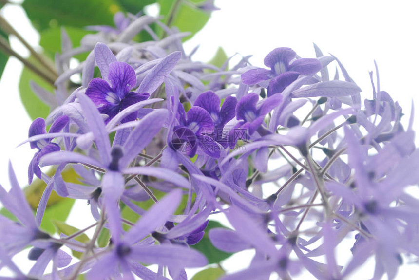 新鲜的紫色花环与五尖瓣图片