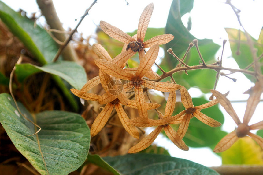 五尖花瓣的干紫色花环图片