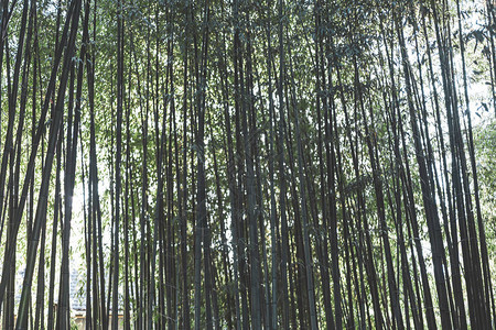 竹子森林自然背景日本花园设计园艺斯巴或赞图片