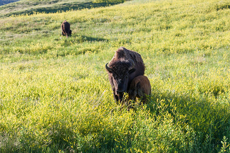一只母野牛站在南达科他州卡斯特州立公园图片