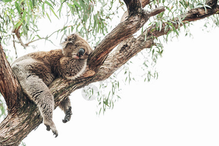 一只考拉睡在靠近桉树的枝上由于2019年的澳大利亚大图片