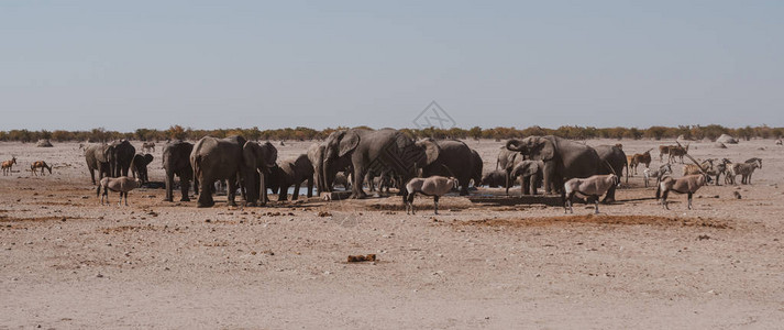 伊托沙公园水洞全景大象牧群图片