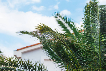 棕榈树枝对着天空热带图片