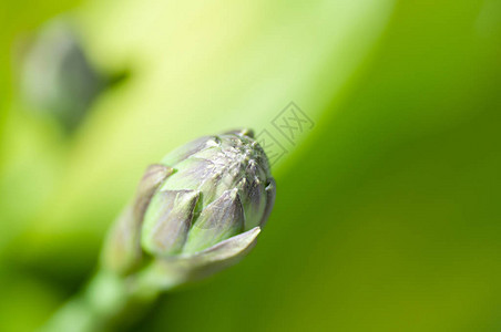 树叶的模糊背景上的花朵图片