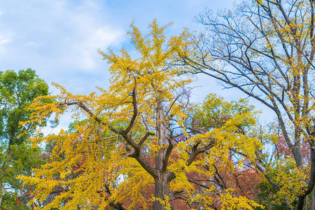 关西京都市五彩缤纷的秋季红枫叶或秋叶枝图片