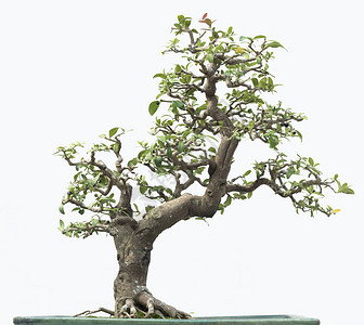 Bonsai松树图片