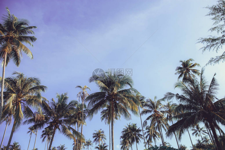 夏天在空的椰子树图片
