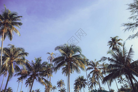 夏天在空的椰子树图片