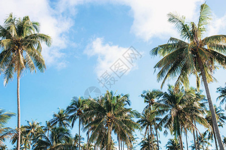 椰子树夏天在空中图片