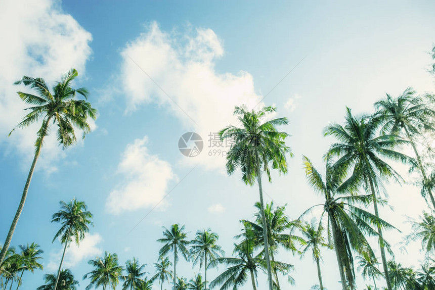 与美丽的椰子树在蓝天图片