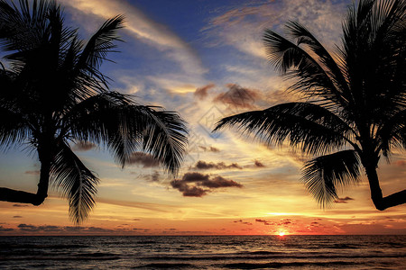 在天空的棕榈树与日落图片