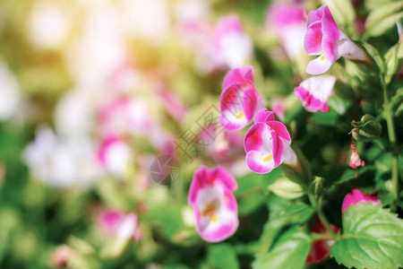 日出时花园里种植园上的粉红色花朵图片