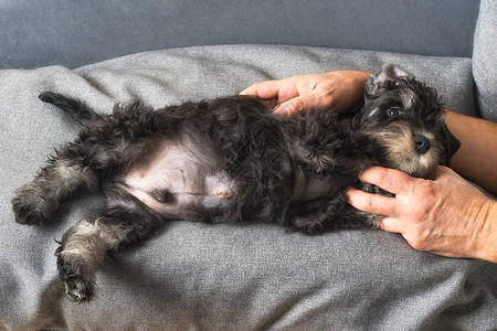 被惊吓的小狗在手术后躺着摘除腹部有缝合的心膜和图片