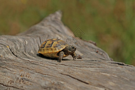 树桩上的可爱小乌龟幼崽图片