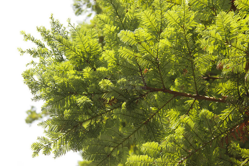 塞科尼亚是Cupressaceae家族中木质植物图片