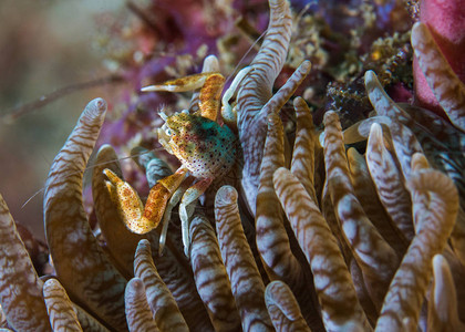 海葵里有一只小的瓷蟹图片