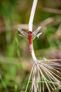 红龙苍蝇靠在干稻草上图片