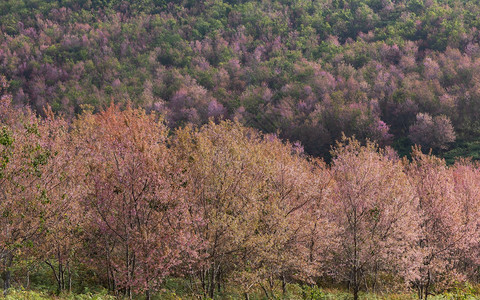 五颜六色的自然风景春天森林背景图片