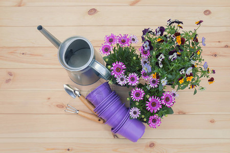 紫色塑料花盆水罐园艺工具小苗非洲菊花和木本底的雀花顶部视图片