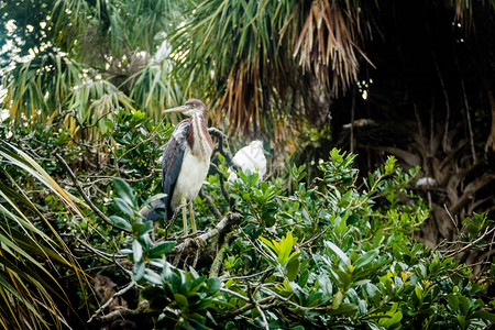 年轻的三色小海隆在佛罗里达沼图片