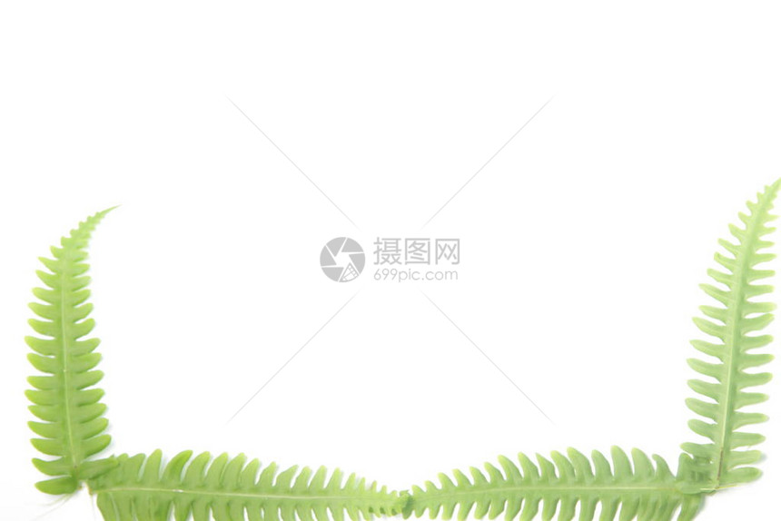 Pteridiumaquilinum也被称为鹰蕨和东方brakenfern是一种蕨类植物图片
