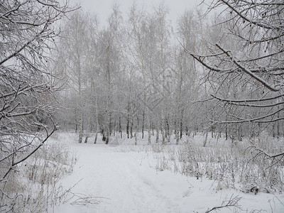 公园里有白雪皑的白桦树的冬季景观图片