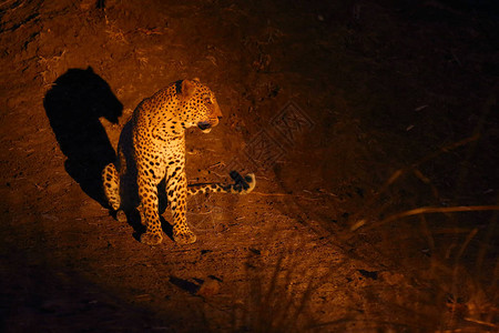 南卢安瓜非洲大雄豹Pantheraparduspardus在夜间身处地下非洲大气背景