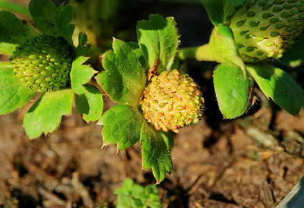 阳光下年轻未成熟的绿色草莓图片