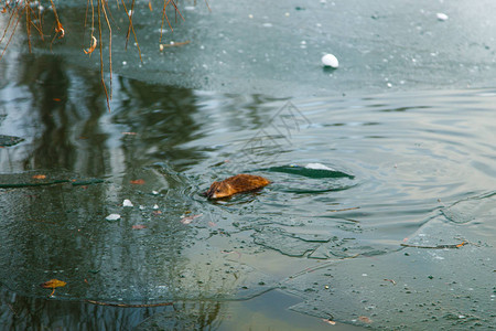 一只在冬池游泳的水母在图片