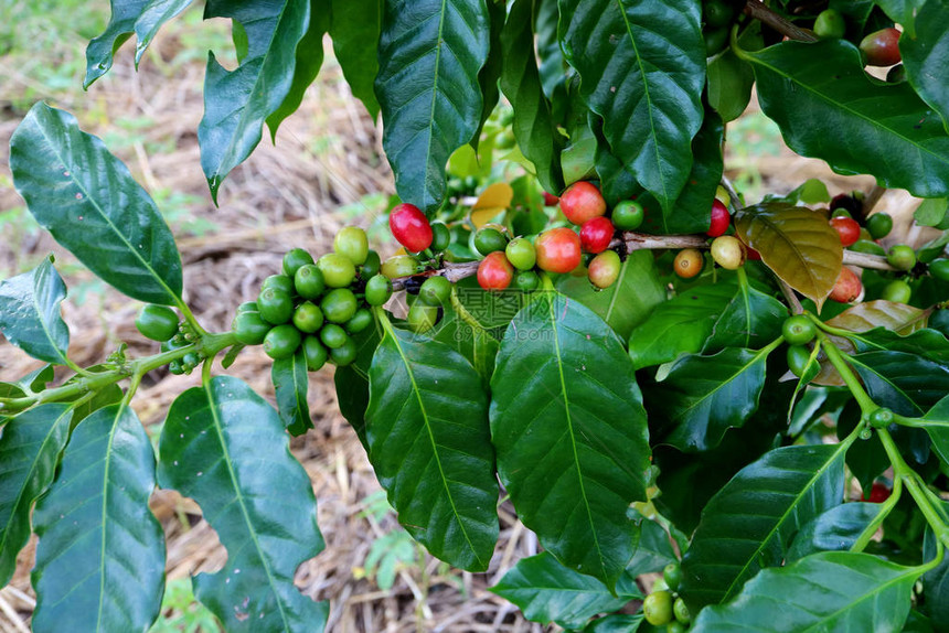 泰国南省许多成熟咖啡樱桃的咖啡树封闭分图片
