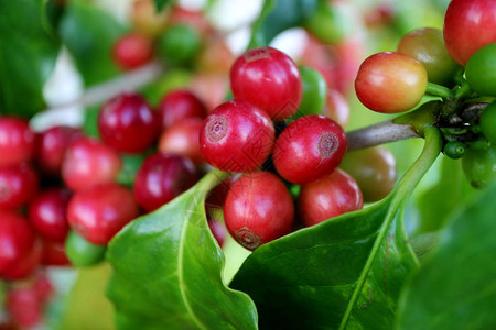 红里普咖啡樱桃的封闭连队在树图片