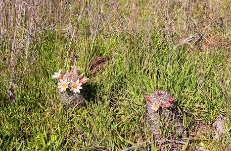 Mammillariadioica或草莓仙人掌图片
