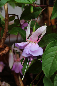 秘鲁南美洲库斯科的绿色树叶粉紫色Fuchsia花与图片