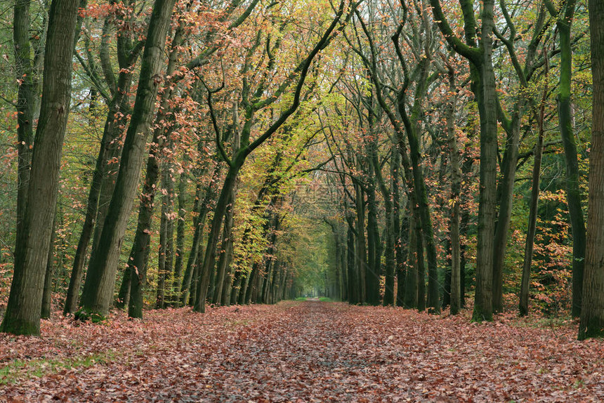 秋天的森林小径被棕色的树叶覆盖图片