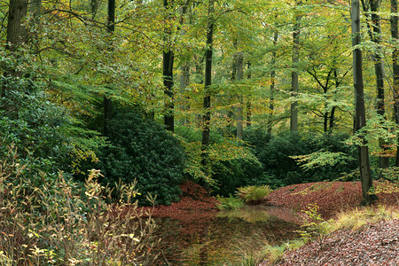 秋天森林里的池塘和灌木图片