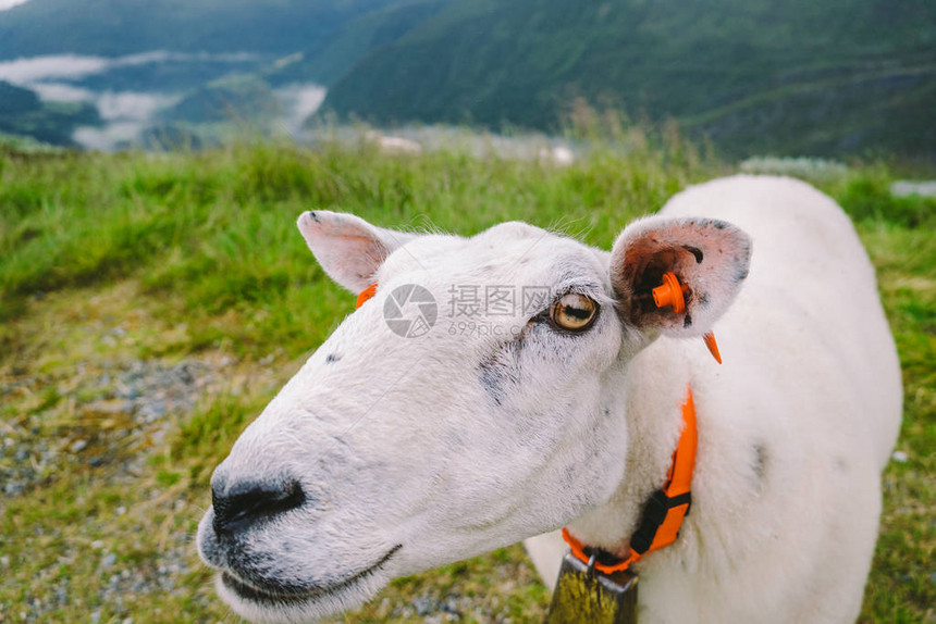 阴天在山区农场的羊挪威风景与在山谷放牧的绵羊挪威山顶上的绵羊生态养殖羊吃黄杨木母羊在山图片