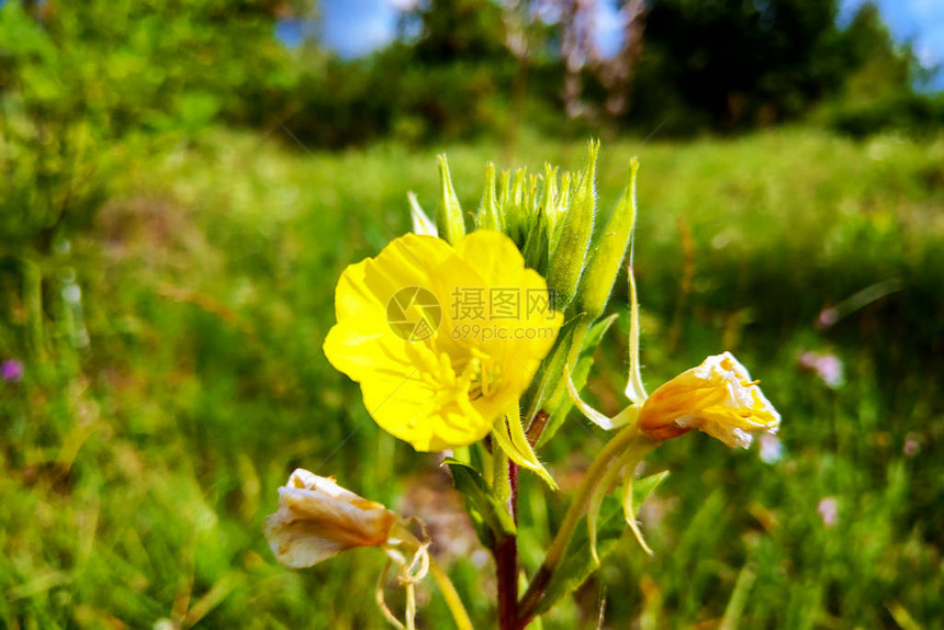 常见的向日葵黄色花朵拉丁名Oenotherafruticosasub图片