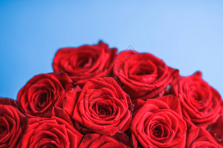 盛开的玫瑰鲜花和情人节礼物的概念图片