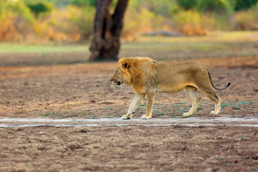 南狮Pantheraleomelanochaita或东南非洲狮一个巨大的非常金发的占主导地位的男图片