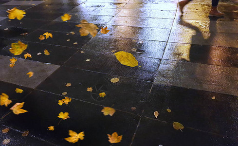 湿沥青城市晚雨滴水反射秋叶秋季街道傍晚的灯光模糊的灯光图片