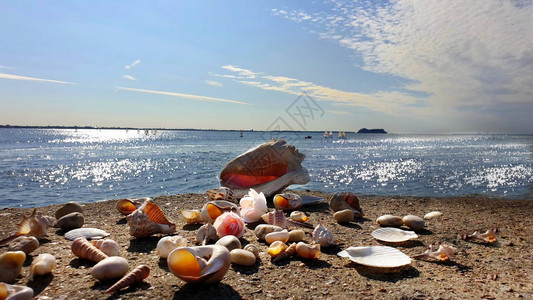 在海滩阳光反射水波贝壳在沙岩上的沙岩上高清图片