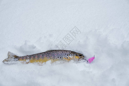 在雪地里钓鱼钓鳟鱼图片