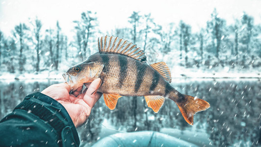 美丽的鲈鱼在垂钓者的手中在冬图片