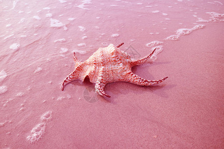 超现实流行艺术风格粉红色奇拉格蜘蛛海螺壳在沙背景图片