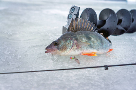 鲈鱼在冰上用勺子钓鱼图片