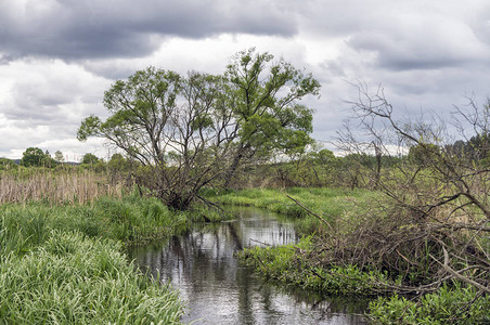 杂草丛生的小溪有一棵孤树图片