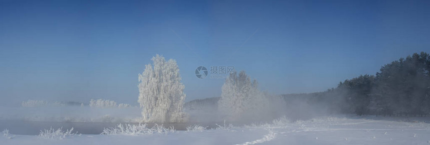 白雪树和长着冰霜的图片
